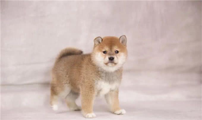 养柴犬有啥需要注意的地方?