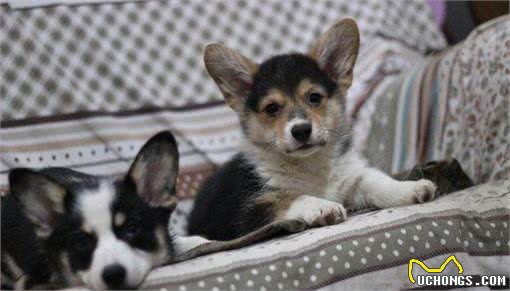 性感的小屁屁—柯基犬招数不断，让主人既爱又恨