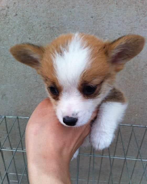 性感的小屁屁—柯基犬招数不断，让主人既爱又恨