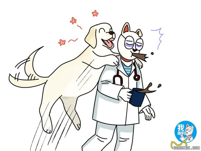 狗界的红白玫瑰，金毛和拉布拉多养哪个?看完这篇科普你就有数了
