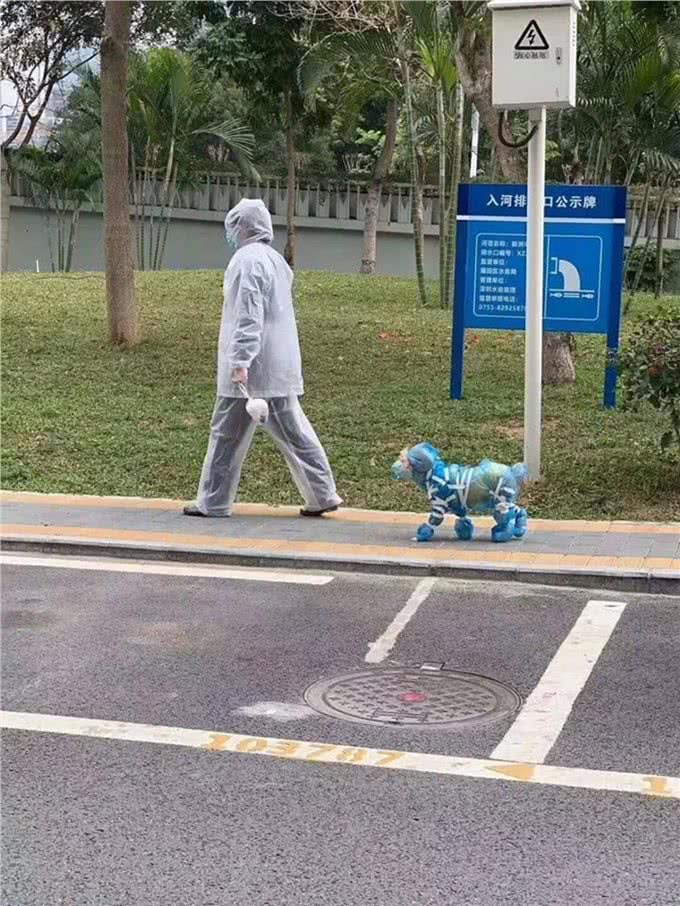 狗狗四处嗅闻没礼貌?阻止狗狗嗅闻不仅使它自闭，还易患老年痴呆