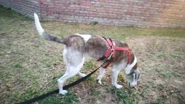 狗狗四处嗅闻没礼貌?阻止狗狗嗅闻不仅使它自闭，还易患老年痴呆