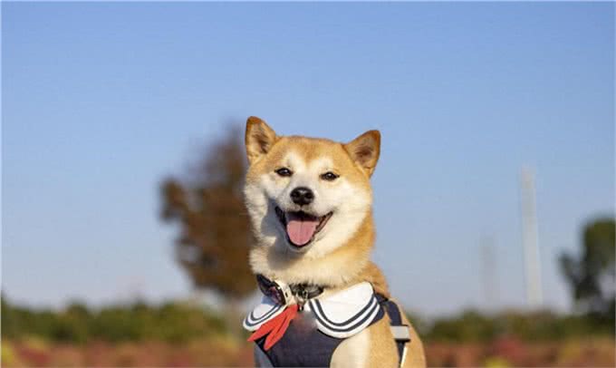 柴犬为何在家乱跑?其实它是在给你传递这些信号