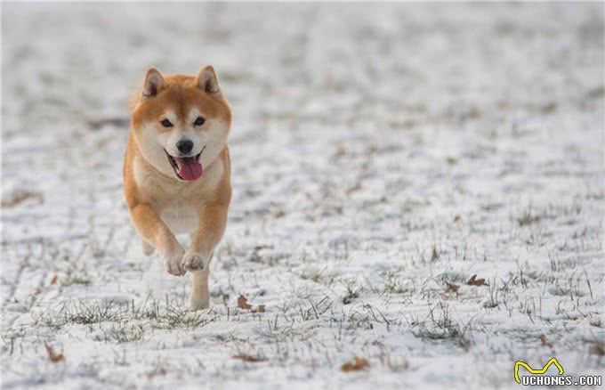 柴犬为何在家乱跑?其实它是在给你传递这些信号