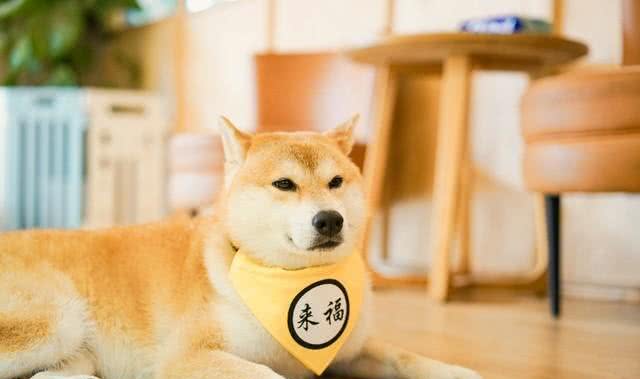 柴犬为何在家乱跑?其实它是在给你传递这些信号