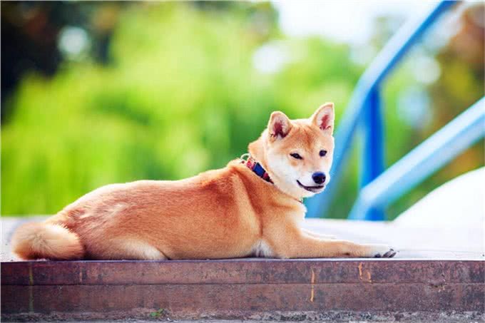 柴犬为何在家乱跑?其实它是在给你传递这些信号