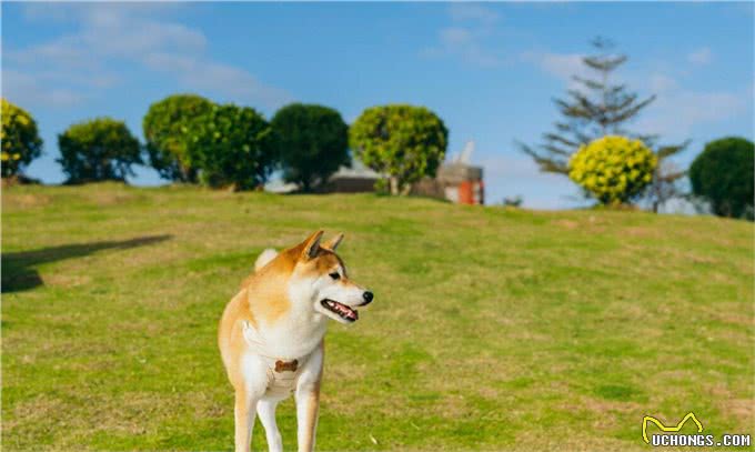 柴犬为何在家乱跑?其实它是在给你传递这些信号