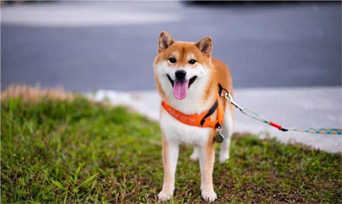 柴犬为何在家乱跑?其实它是在给你传递这些信号