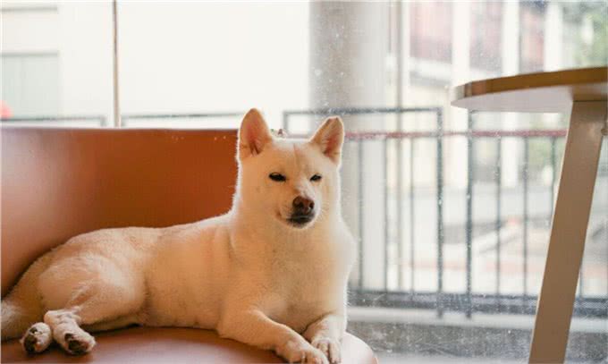 柴犬为何在家乱跑?其实它是在给你传递这些信号