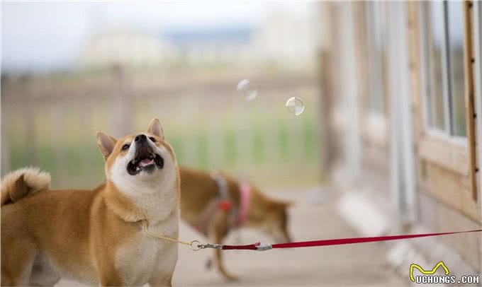 柴犬为何在家乱跑?其实它是在给你传递这些信号