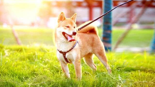 柴犬为何在家乱跑?其实它是在给你传递这些信号