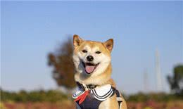柴犬为何在家乱跑?其实它是在给你传递这些信号