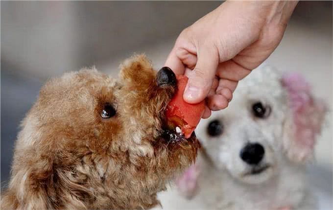 这些食物对狗狗来说是人间美味