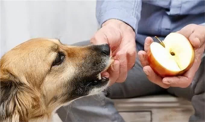 这些食物对狗狗来说是人间美味