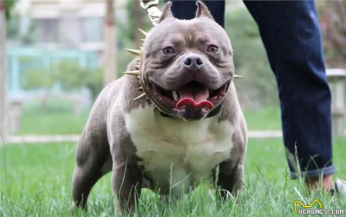 这四种狗，被称犬中四疯，发起疯连主人都不认识