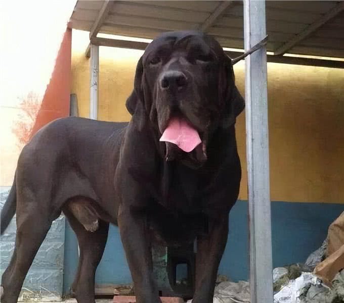 这四种狗，被称犬中四疯，发起疯连主人都不认识