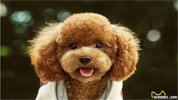这四种狗，被称犬中四疯，发起疯连主人都不认识