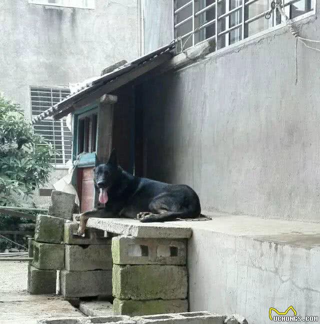 我几十年的养狗生涯中，让我记忆深刻的狗狗们