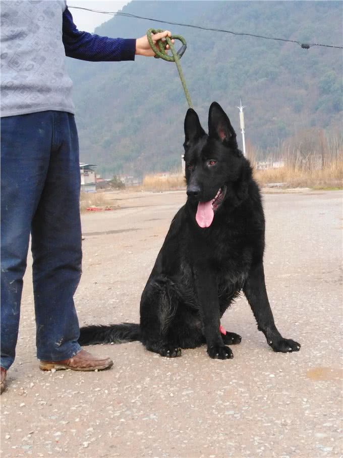 我几十年的养狗生涯中，让我记忆深刻的狗狗们