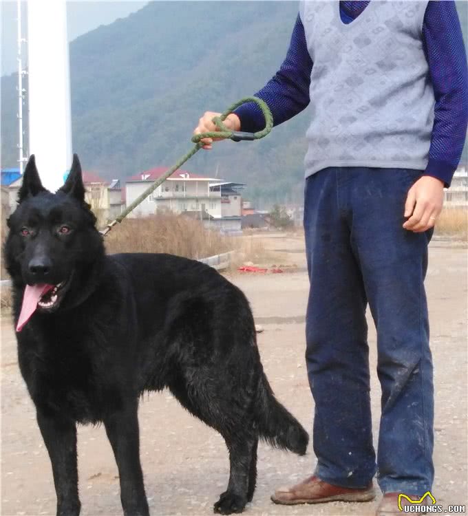 我几十年的养狗生涯中，让我记忆深刻的狗狗们