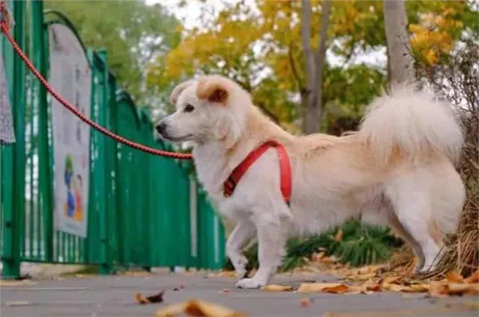 狗狗多久散步一次?科学养成爱犬健康生活的好习惯!