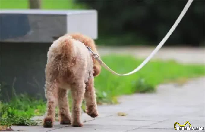 狗狗多久散步一次?科学养成爱犬健康生活的好习惯!