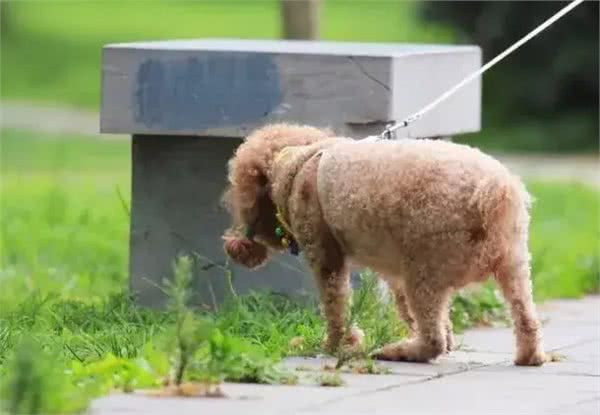 狗狗多久散步一次?科学养成爱犬健康生活的好习惯!
