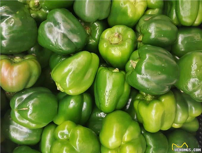 活在川渝地区的狗狗怎么办?狗狗可以吃辣椒吗?菜椒会不会更好?