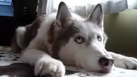犬种冷知识|哈士奇是我见过最有个性的狗，没有之一!