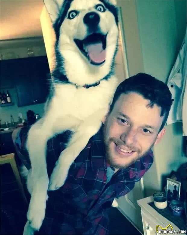 犬种冷知识|哈士奇是我见过最有个性的狗，没有之一!