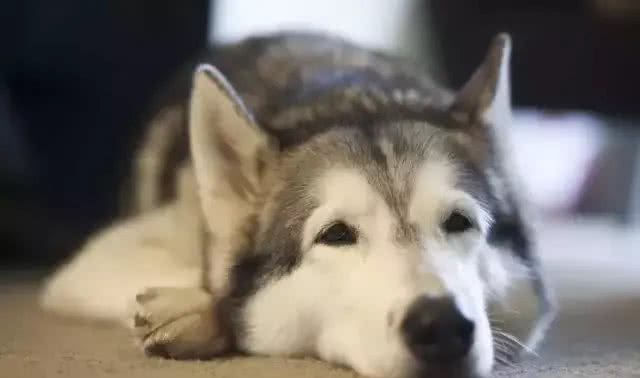 犬种冷知识|哈士奇是我见过最有个性的狗，没有之一!