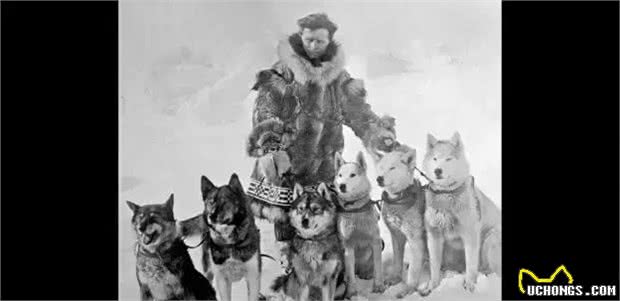 犬种冷知识|哈士奇是我见过最有个性的狗，没有之一!