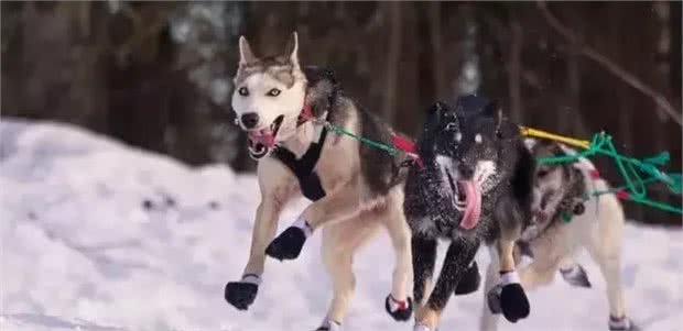 犬种冷知识|哈士奇是我见过最有个性的狗，没有之一!