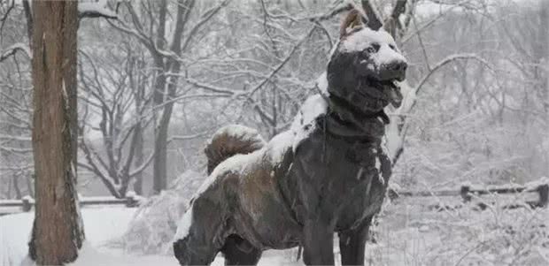 犬种冷知识|哈士奇是我见过最有个性的狗，没有之一!