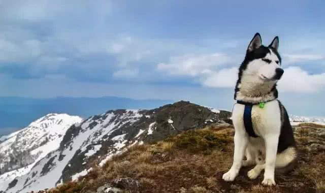 犬种冷知识|哈士奇是我见过最有个性的狗，没有之一!