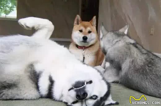 犬种冷知识|哈士奇是我见过最有个性的狗，没有之一!
