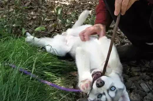 犬种冷知识|哈士奇是我见过最有个性的狗，没有之一!