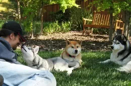 犬种冷知识|哈士奇是我见过最有个性的狗，没有之一!