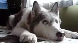 犬种冷知识|哈士奇是我见过最有个性的狗，没有之一!