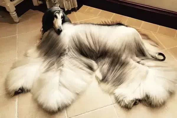 回头率最高的狗，你在国内见过吗?
