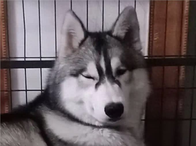 二哈和哈士奇有啥区别?