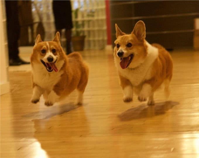 英国女王和她的爱犬们