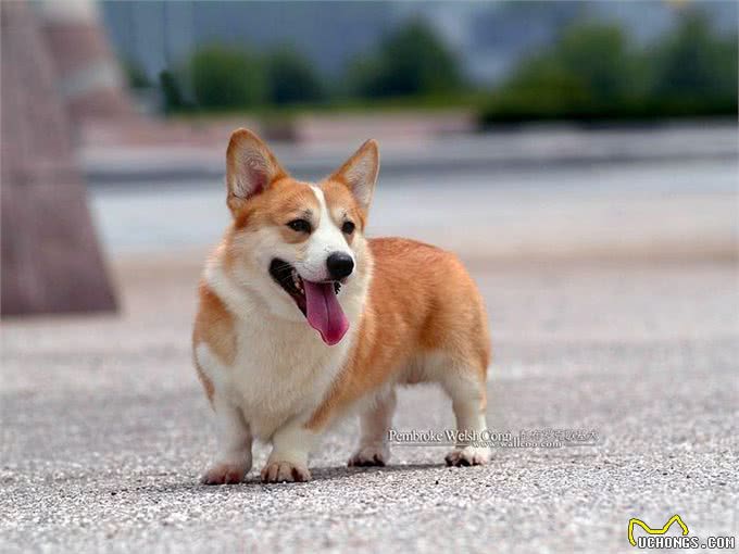 英国女王和她的爱犬们