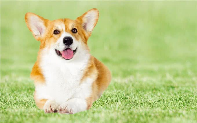 英国女王和她的爱犬们