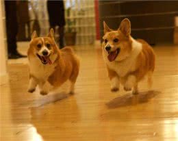 英国女王和她的爱犬们