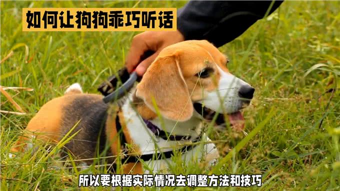如何让狗狗变得乖巧听话?