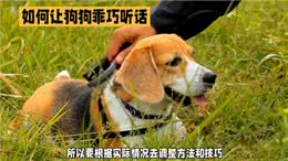 如何让狗狗变得乖巧听话?