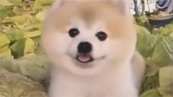 抠门老妈主动带博美做美容，后来才知道，这都是套路!