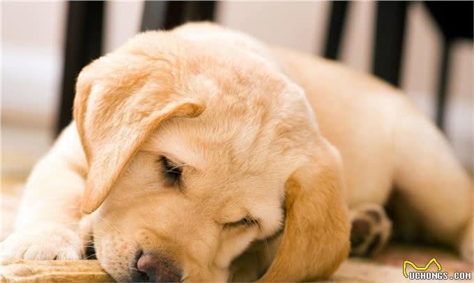 金毛犬的喜怒哀乐,小主你晓得么?