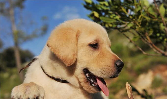 金毛犬的喜怒哀乐,小主你晓得么?